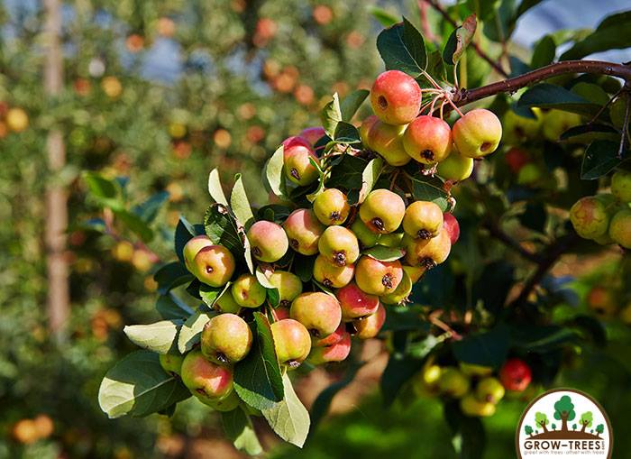 Poem_Christina Rossetti