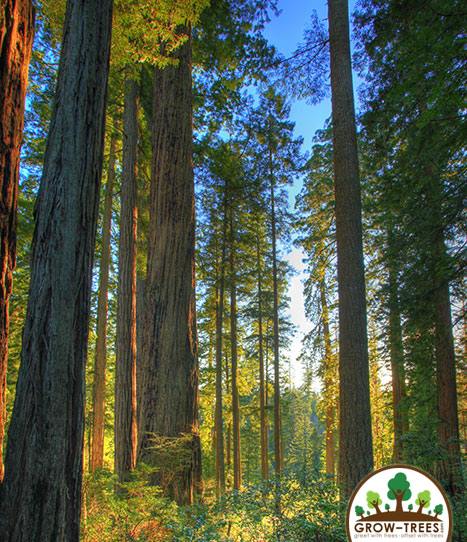 Poem_Jeremiah Wolfsong