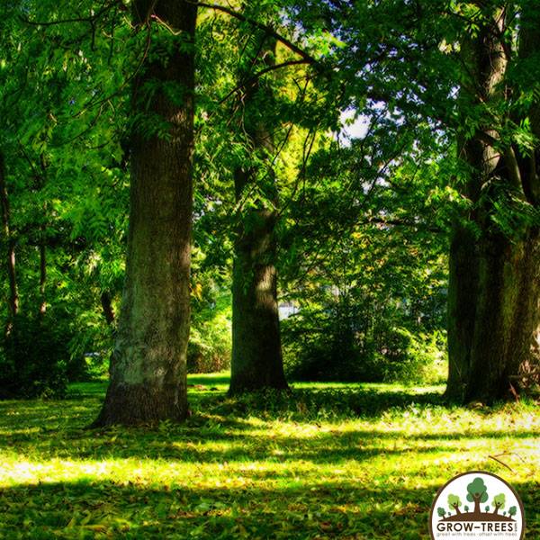 Poem_Lexa Klopfenstein