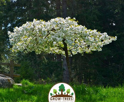 Poem_Marchette Chute