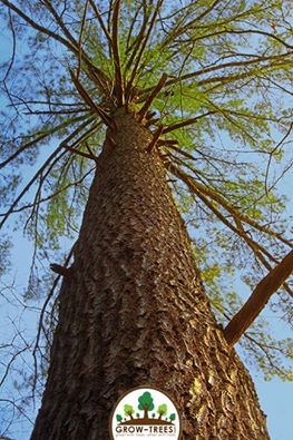 Poem_Rainey Birthwright