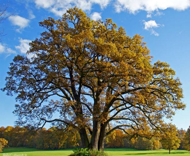 Poem_Robert William Service