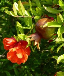 Pomegranate