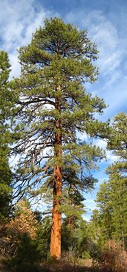 Ponderosa Pine