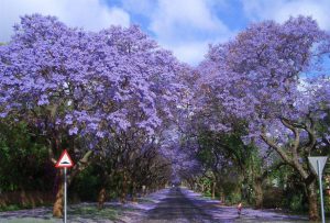 Purple Tree Tunnel