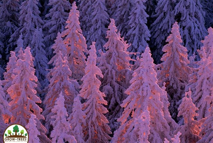 Purple Trees at Germany''''''''s Black Forest