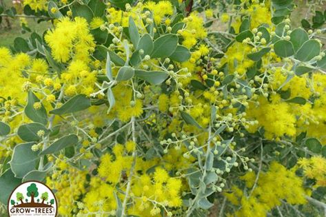 Queensland silver wattle