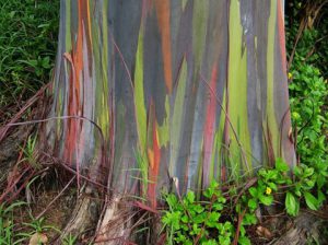 Rainbow Eucalyptus