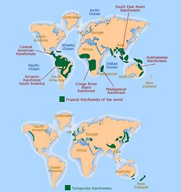 Rainforests3