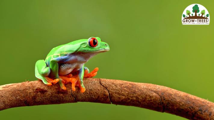 Red-eyed tree frog