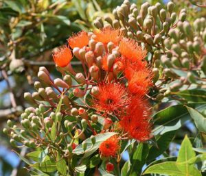 Red flowering gum