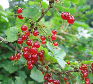 Redcurrant shrub