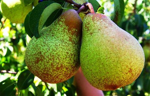 Rocha Pear
