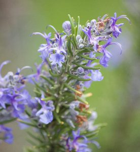 Rosemary