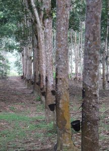 Rubber tree