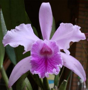 Ruby-lipped Cattleya