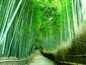 Sagano Bamboo Forest
