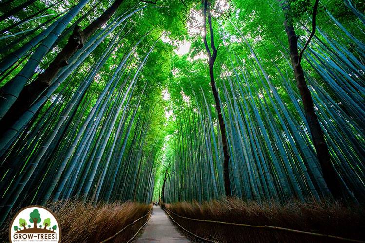 Sagano Bamboo Forest