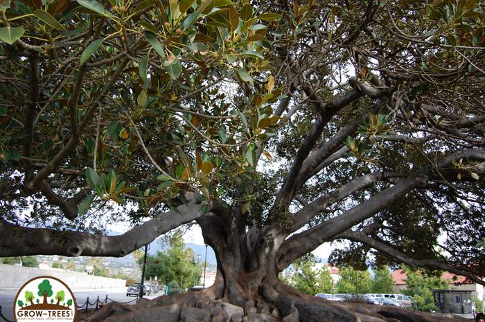 Santa Barbara Moreton Bay Fig Tree