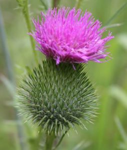 Scotch thistle