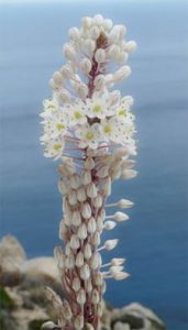 Sea Squill