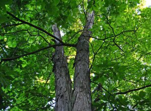 Shagbark Hickory