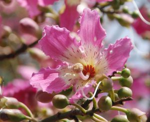 Silk Floss Tree