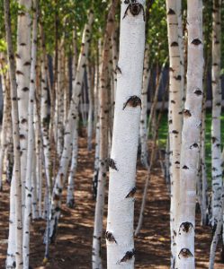 Silver Birch