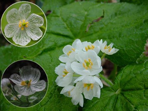 Skeleton Flower