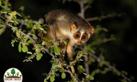Slender Loris