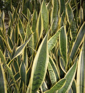 Snake Plant