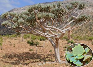 Socotra 7