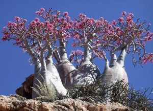 Socotra1
