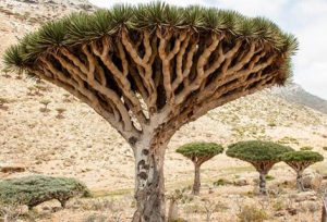 Socotra3