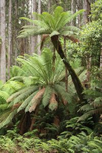 Soft Tree Fern