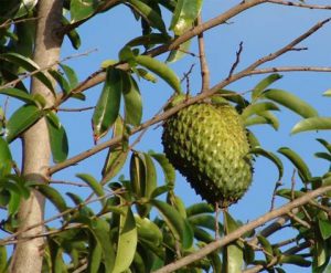Soursop