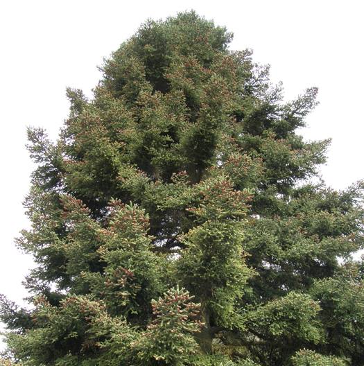 Spanish Fir