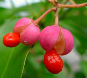 Spindle tree
