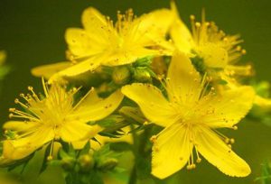 St John's wort