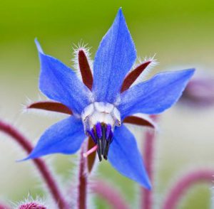 Starflower