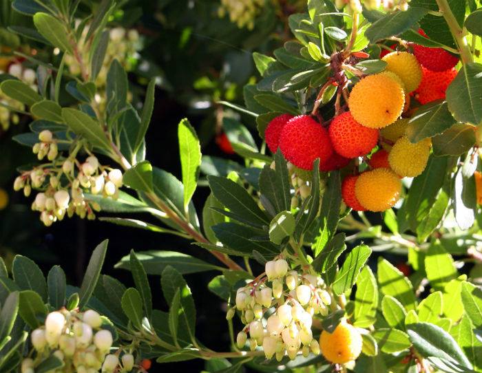 Strawberry Tree