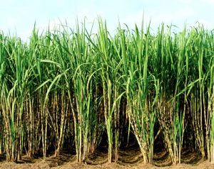 Sugarcane