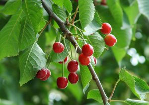 Sweet Cherry tree