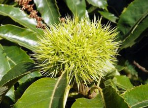 Sweet Chestnut