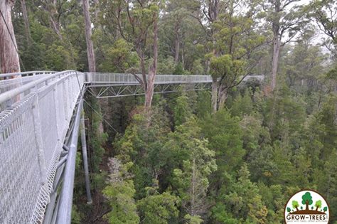 Tahune Forest AirWalk