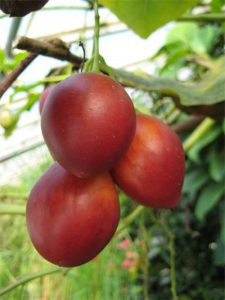 Tamarillo