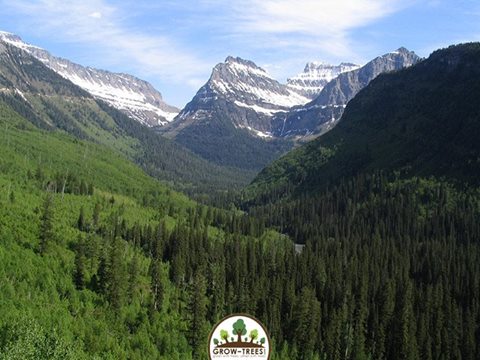 Temperate coniferous