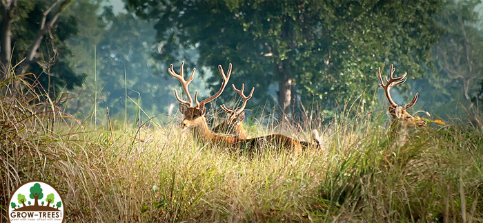 Barahsingha or Swamp Deer