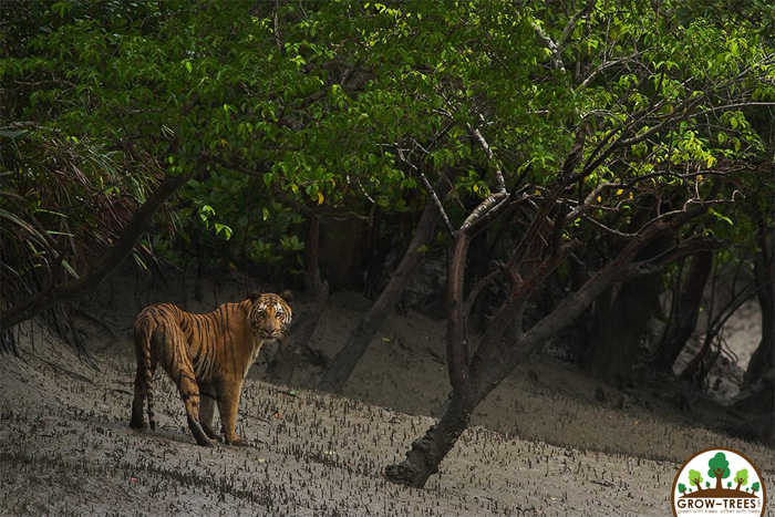 Royal Bengal Tigers at Sunderbans