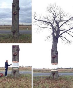 Tree Illusion